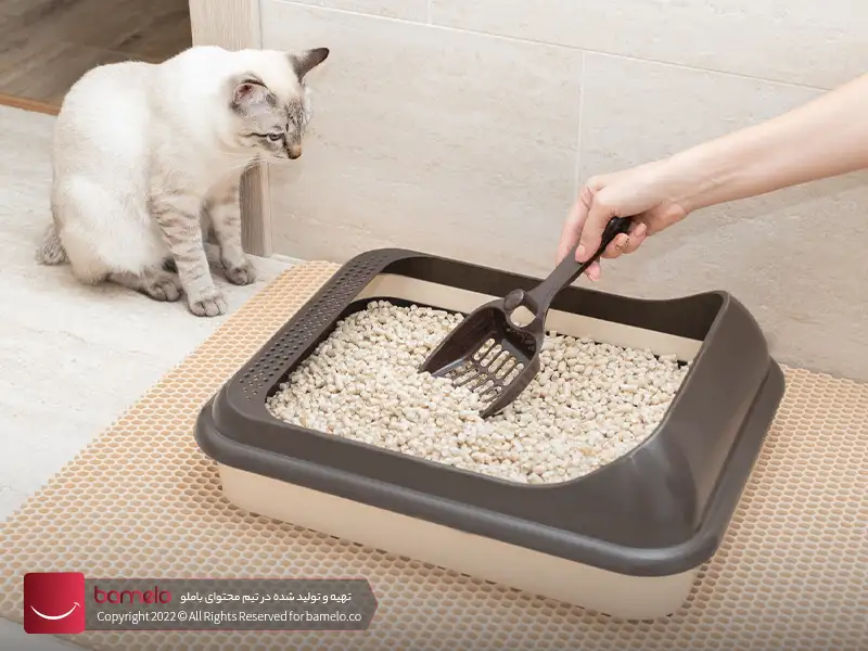cat-litter-box-Bentoniteعکس استفاده از بنتونیت در خاک بستر گربه تصویر